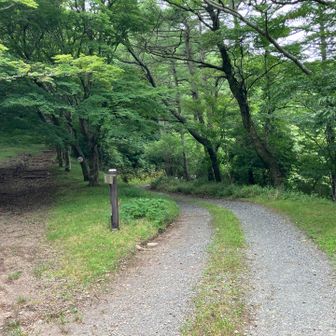林道　分岐に出た。暑いのに草刈りやってくれてる