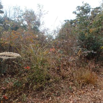 高黒石山頂　三角点はやぶに覆われる。