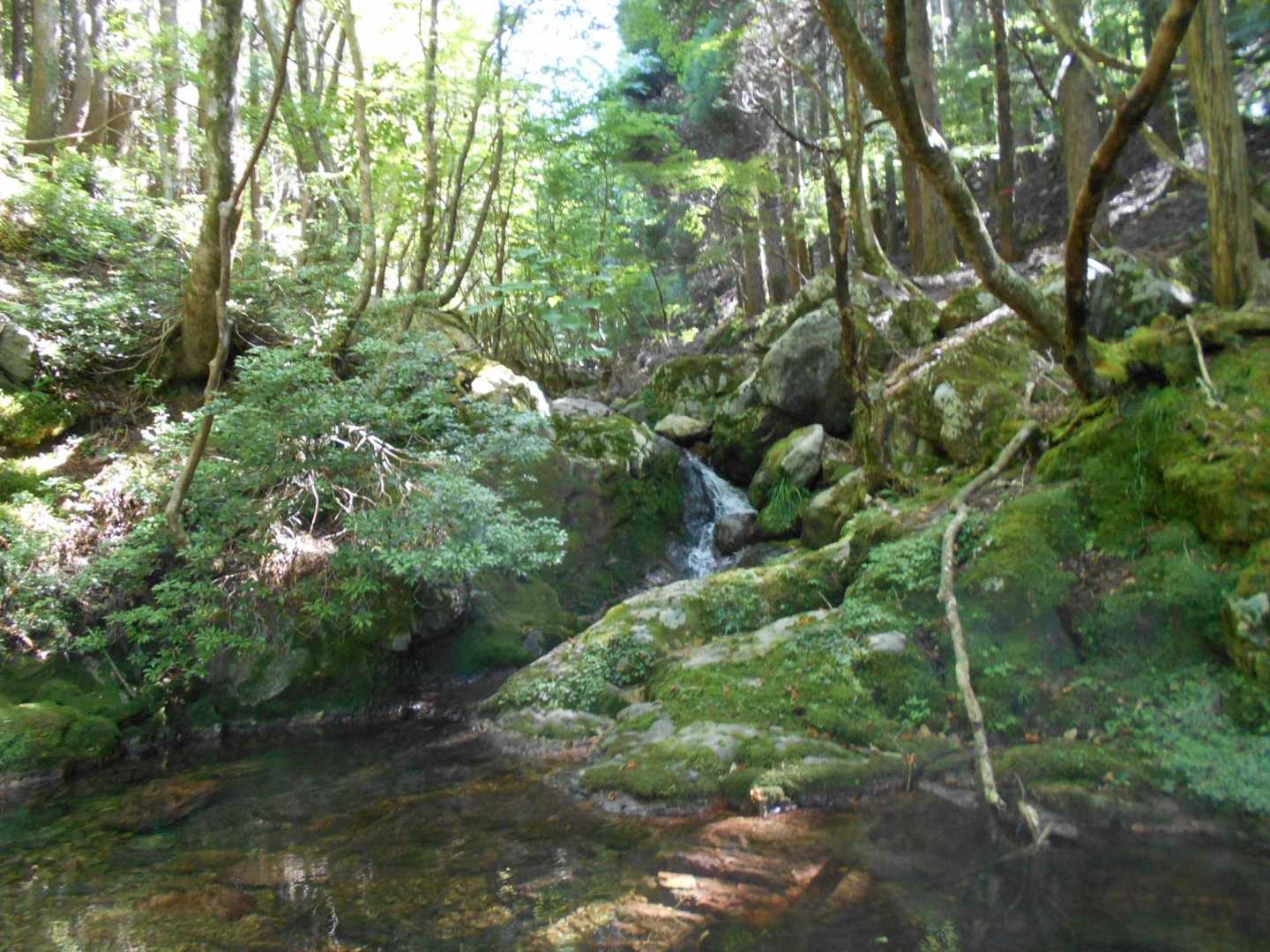 植松山 周回コースの写真