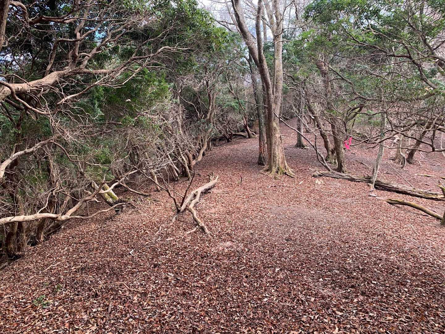 伊賀のお山っぽい