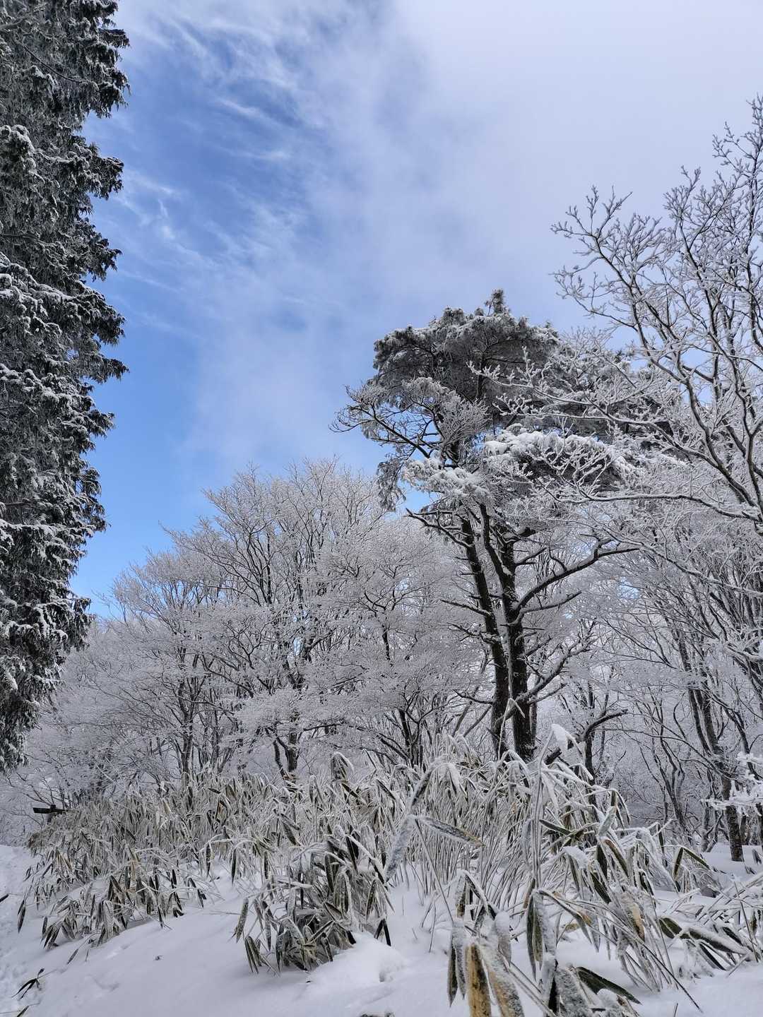青空と霧氷のコラボ