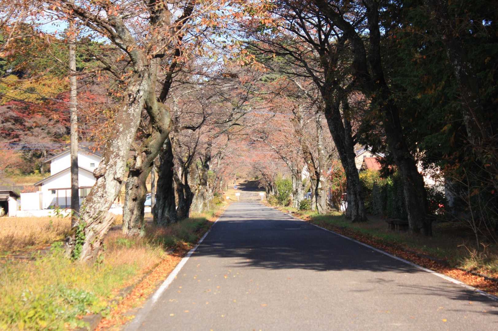 南側の参道。