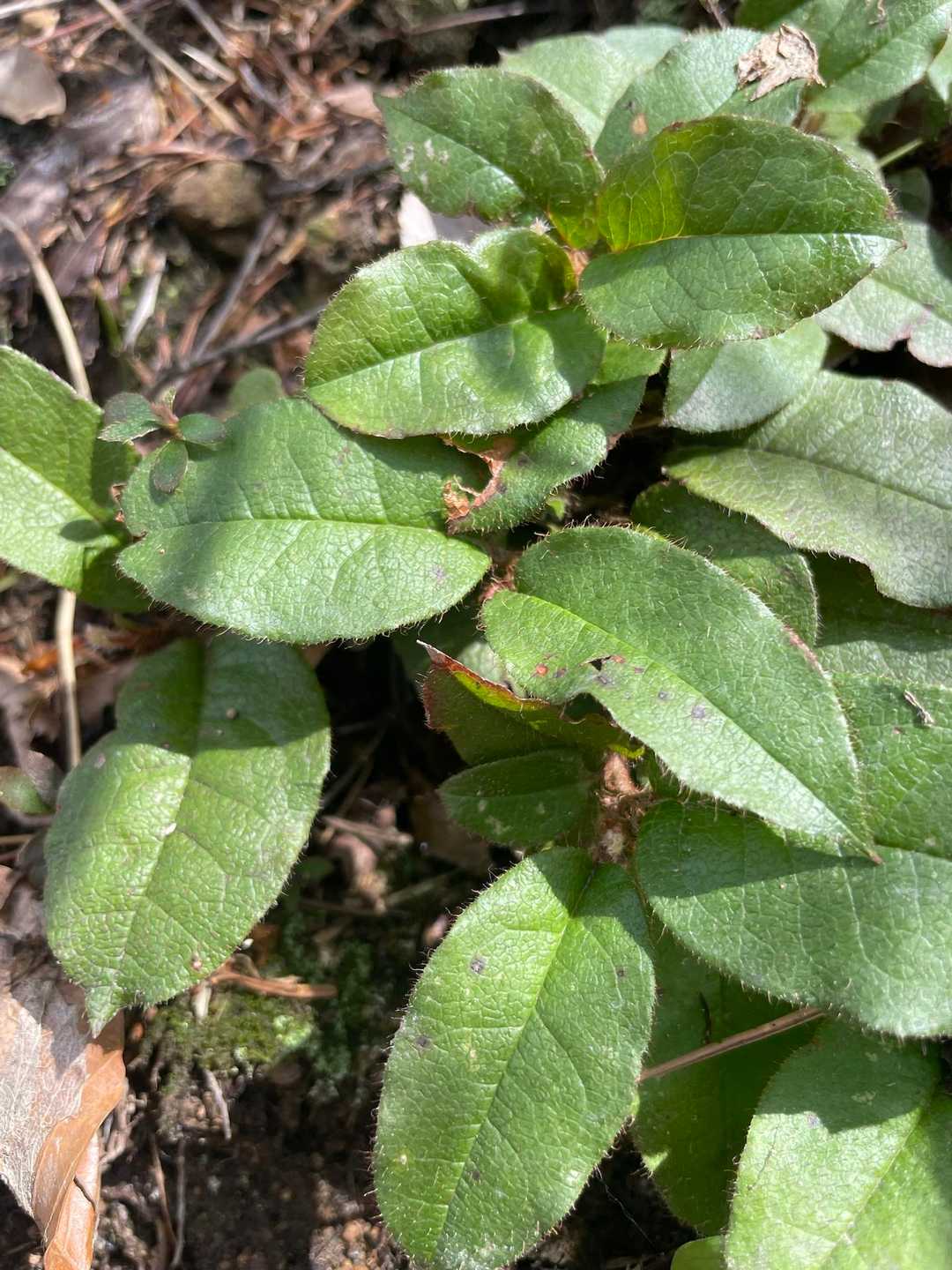 イワナシの葉っぱ🌱
お花が見たいな〜😆