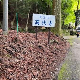 スタートして20分ちょっとで高代寺というお寺に出ます