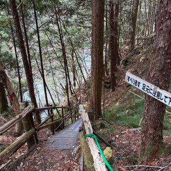 ここから降りたところにもバイカオウレンあるらしいよ
