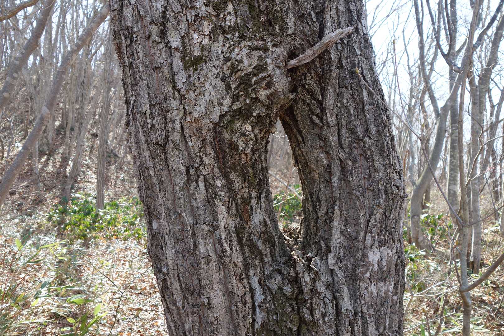 ノ・ゾ・キ・ア・ナ👀