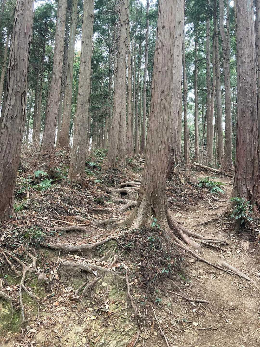 越生駅-高取山-根っこ山-大高取山-稲荷坂バス停 縦走コースの写真