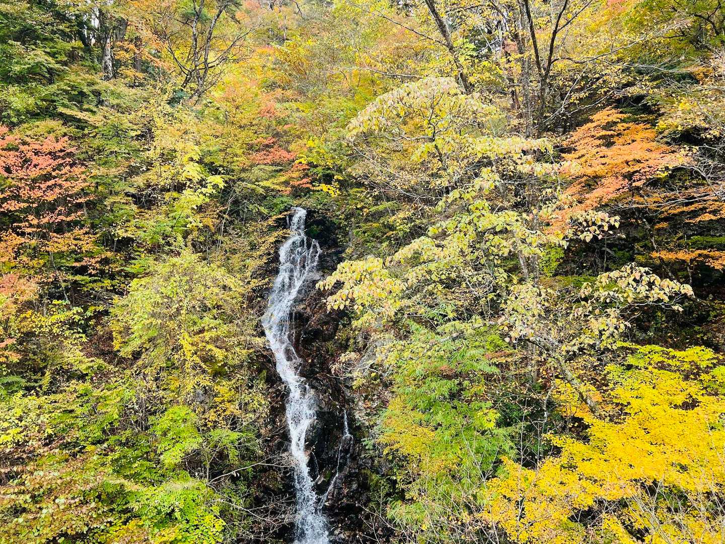 都民の森-鞘口峠-三頭山-ムシカリ峠-三頭大滝 周回コースの写真