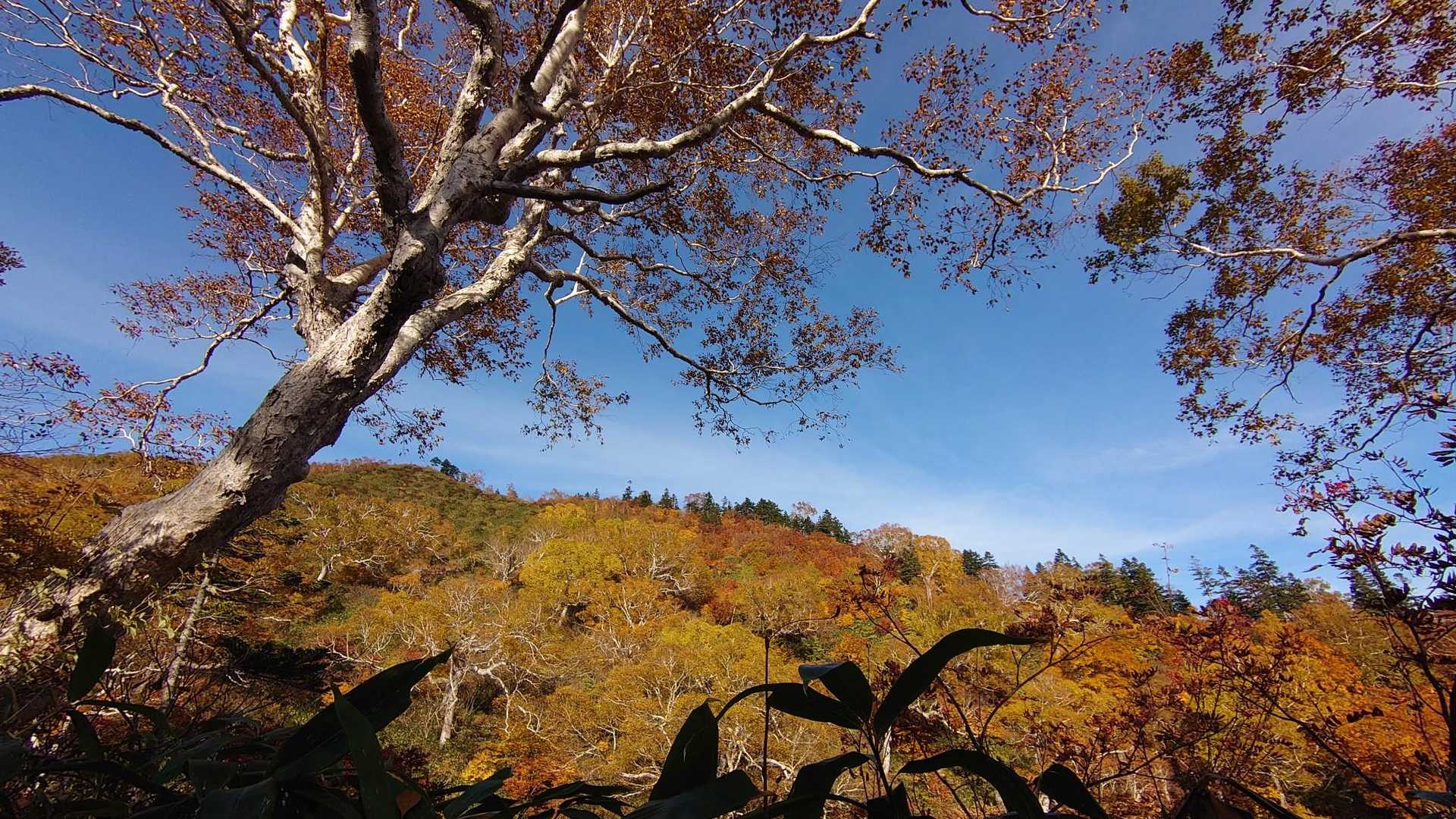 ブナの数よりダケカンバが目立って来ました🌲