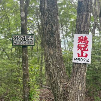 一応ピークハントしましたが、景観無いから次回はパスやな💦