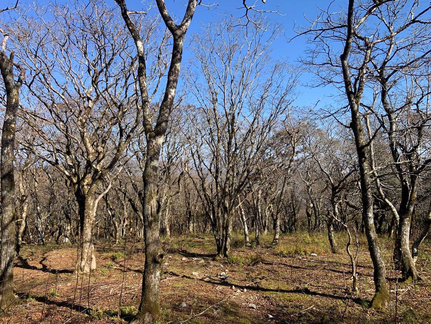 さらにもうひと登り、少しだけ御池岳の方面を歩いてみました！
藤原岳にあれほどいた人がいなくなり、山を独り占めした気分です😼