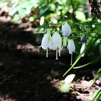 ツリガネニンジンソウ？