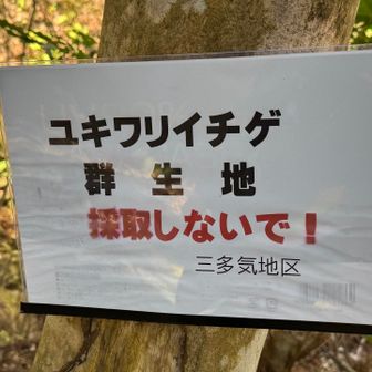 瀧樹神社のユキワリイチゲもいいですが
登山道に咲いててくれるのは感慨深い