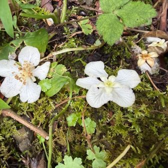 マタタビの花もたくさん落ちていました。
左が雄花、右が雌花かな