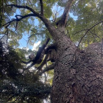 巨木。かなりでかい。