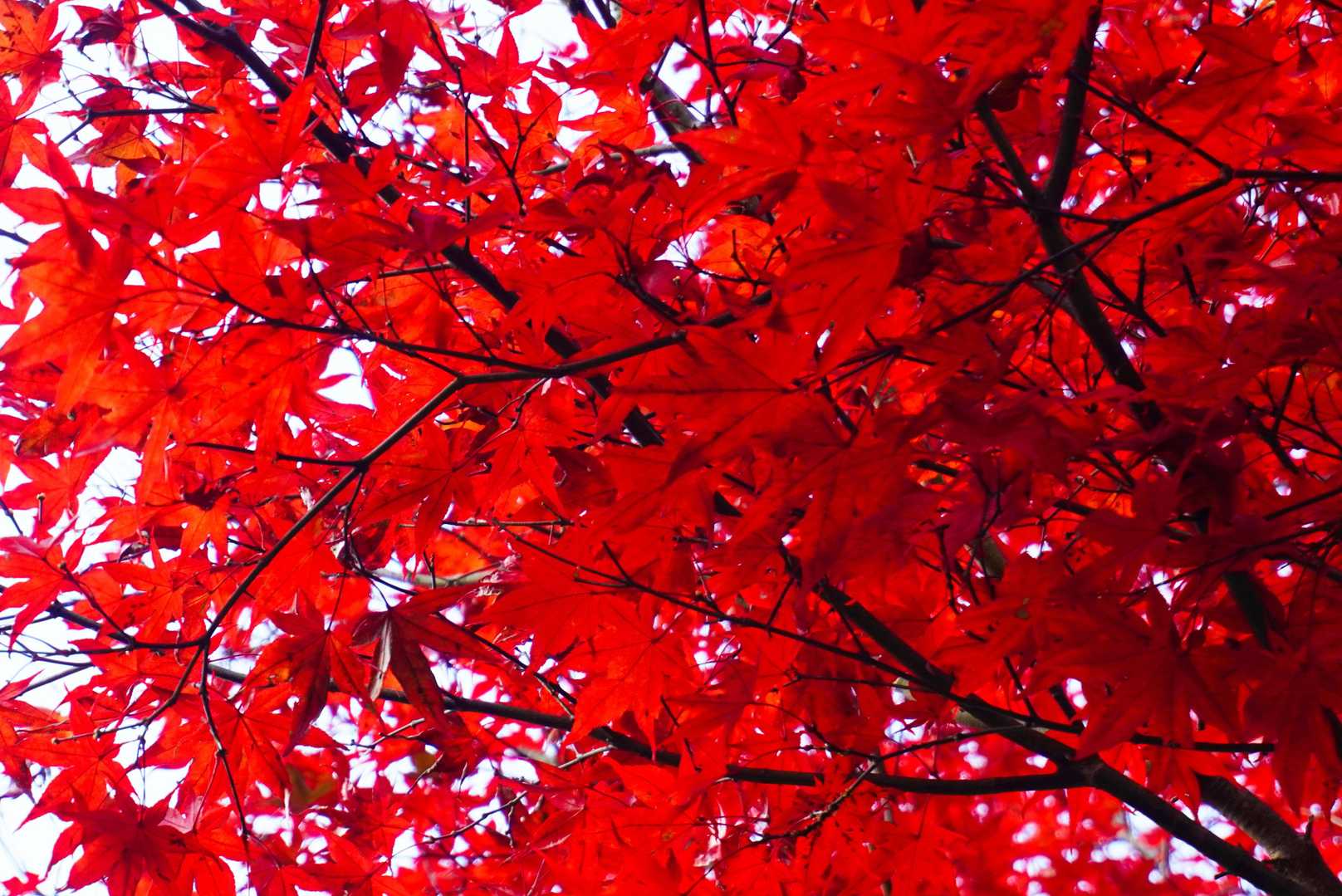 早速 紅葉スタート 🍂🍁