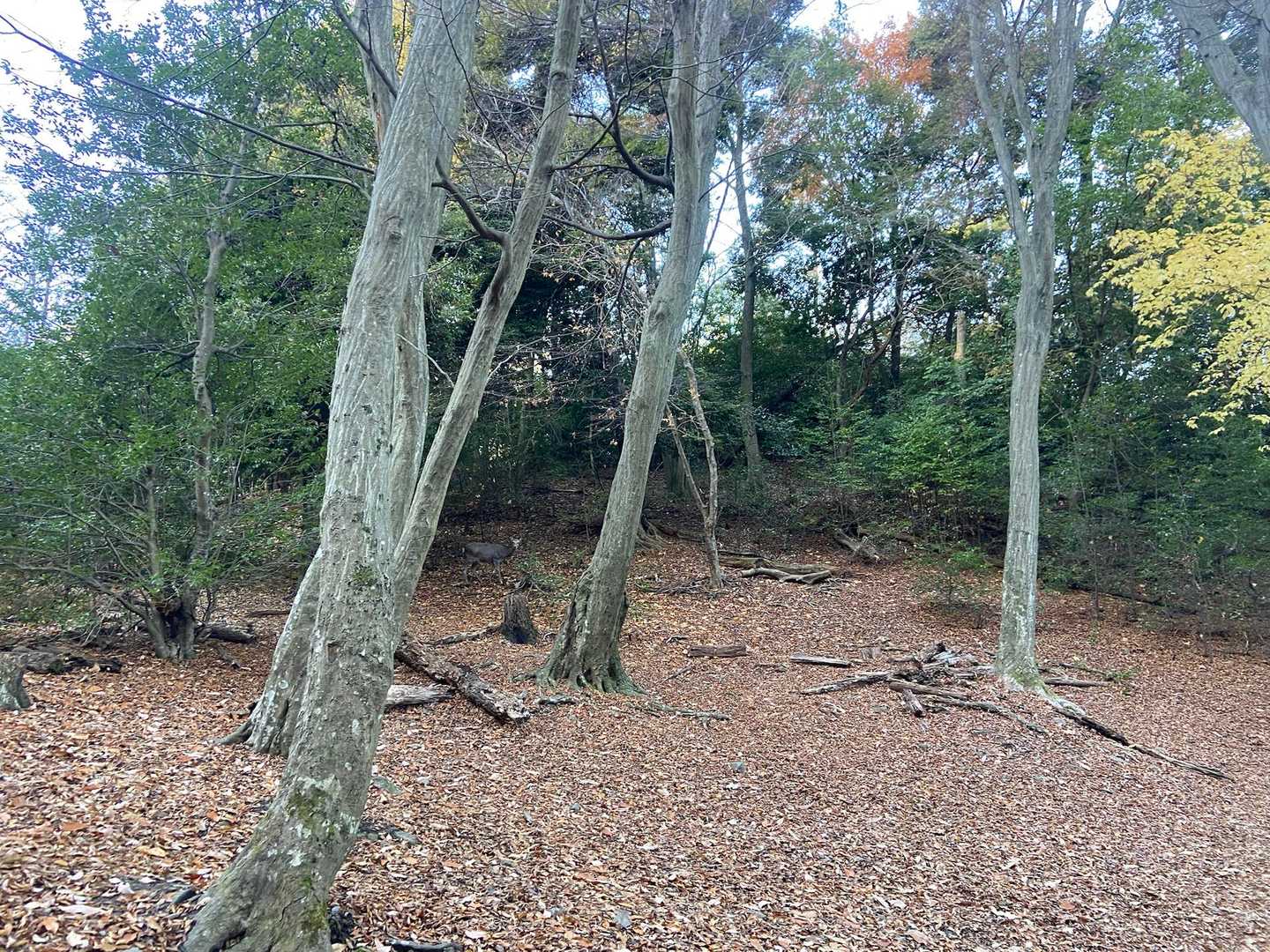 山科駅-大文字山-八神社登山口 縦走コースの写真