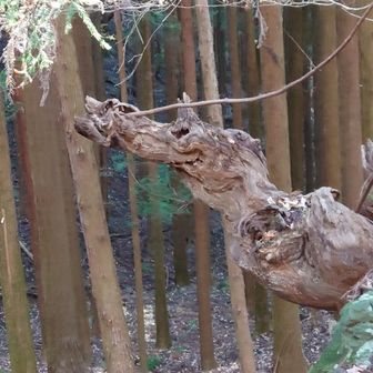 もみじ谷に舞い降りた龍🐉