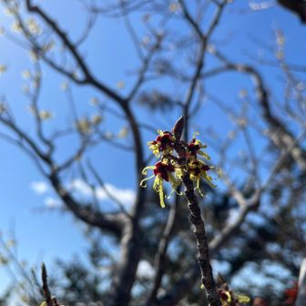 山頂のマンサク