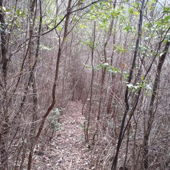 新緑の時期は木のトンネルになります