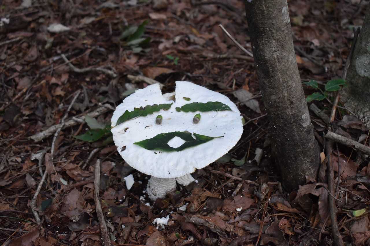 ふふふ