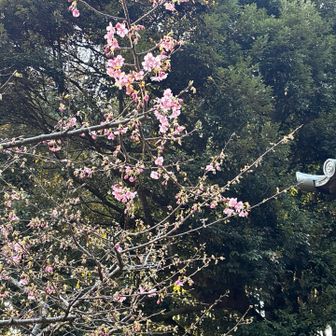 ここ2日くらいできゅうに開花し始めたらしいです　神社の方が話しかけてくれました