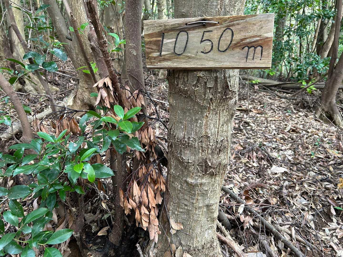 300m上がりました
