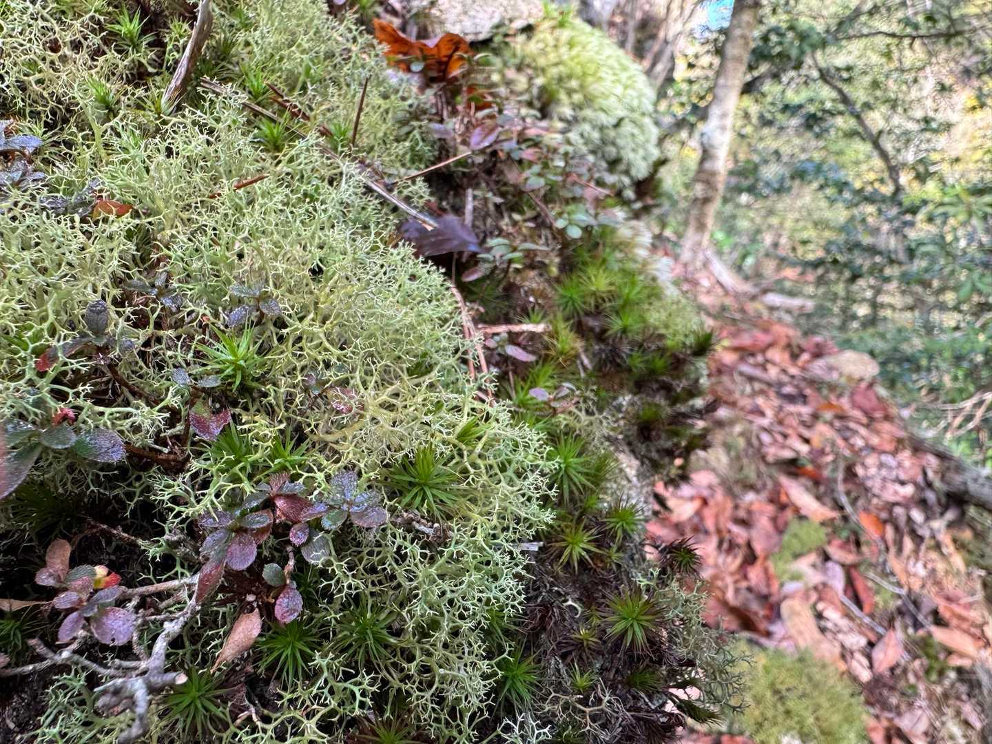 ふわふわの苔がキラキラしてる☺️
