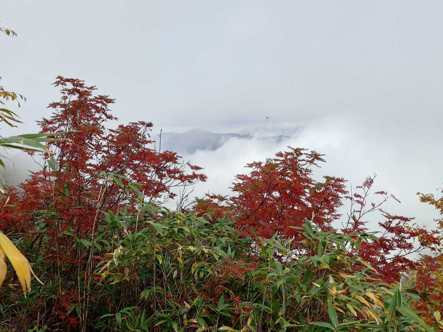 紅葉の合間から望む火打山。
