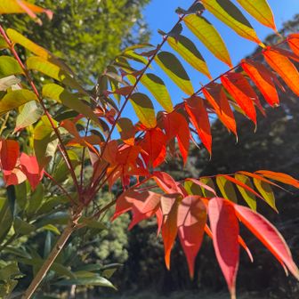 今年最後の紅い葉っぱかな