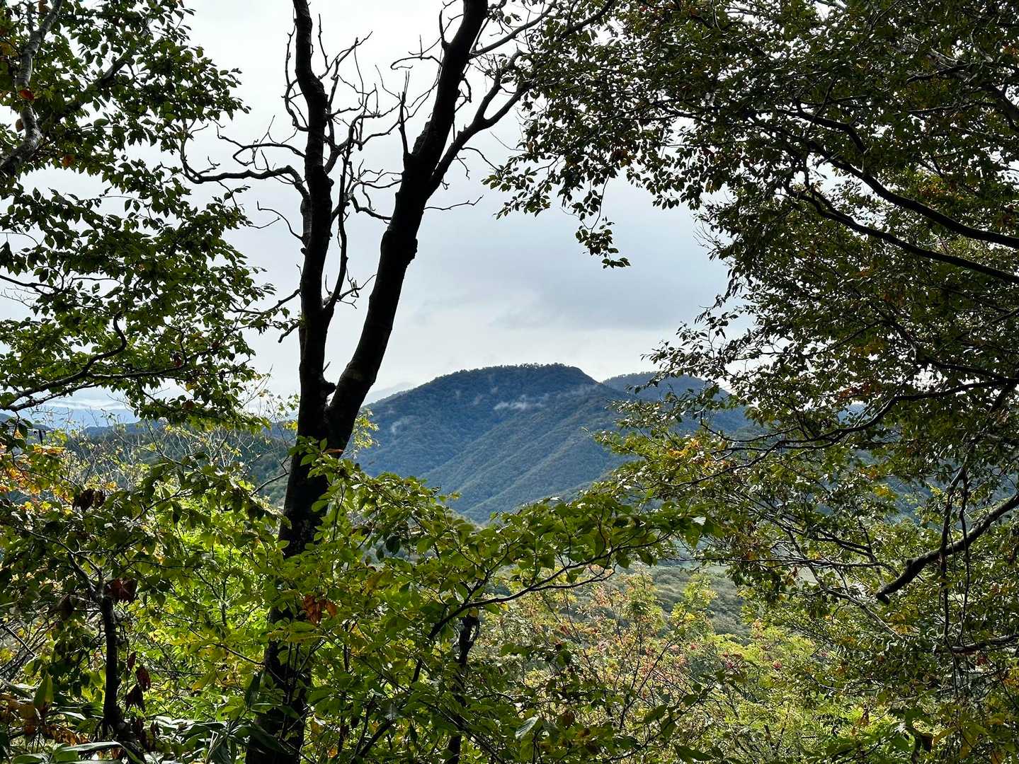 途中の眺望少なめ。上蒜山ですかね？