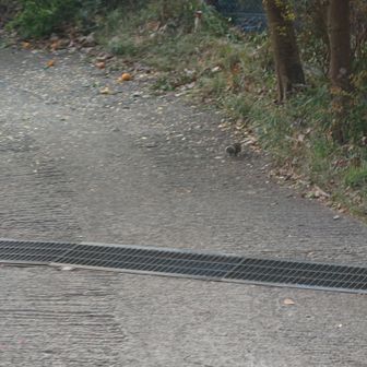 今日の謎の生物１号😅
リスだと思っていたんですが、後で確認するとちょっと違いますね。動きが速くてこれしか撮影出来ませんでした。

【追記】
いや、やっぱりリスだと思います🙏