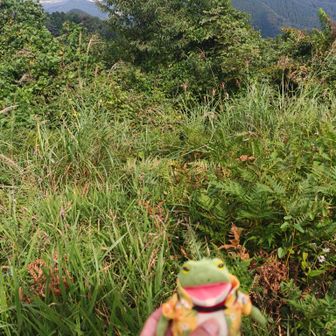 景信山より
お花とそこに集まる蜂がいっぱい