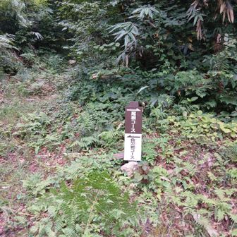 負欠岩コースと尾根コースの分岐