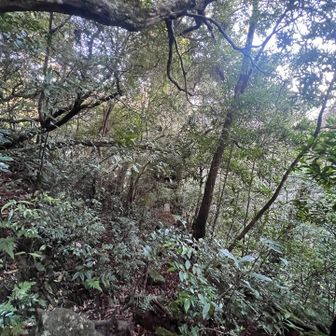 少し下りたところにモッチョム太郎杉
ルート上からだとなんとなく見えます
写真の中央付近