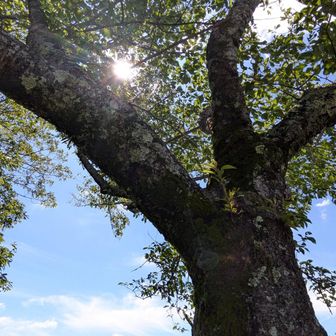 今日は桜木🌸と太陽☀そして青空🩵がイイ感じ！