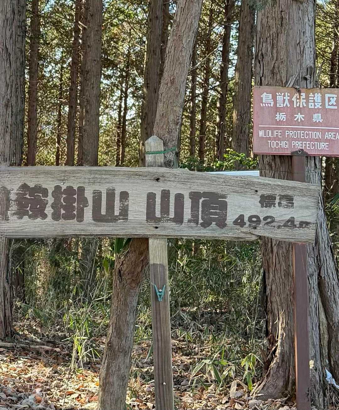 鞍掛山-シゲト山-猪倉峠 周回コースの写真