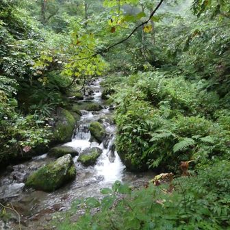 登りは沢沿いを上がっていきます