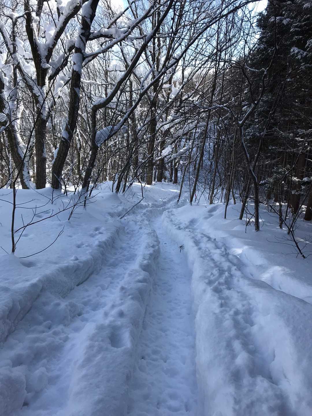 登山道の他にスノーシューの道が何番も出来てました。