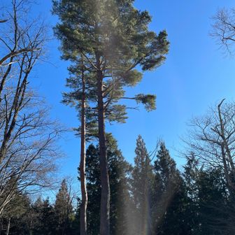 この辺りのシンボルツリーのよう。
