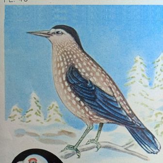 ホシガラスの足跡