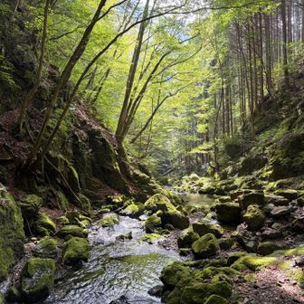 緑から差し込む光で、心まで癒されます☺️