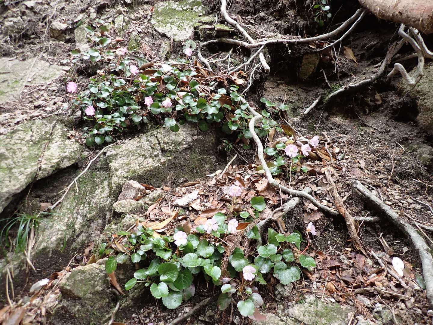 イワウチワ。近くで撮影している人に何の花か尋ねると、これが目的じゃないの～？？と。先週は開花3輪だったので、再訪来とのこと。