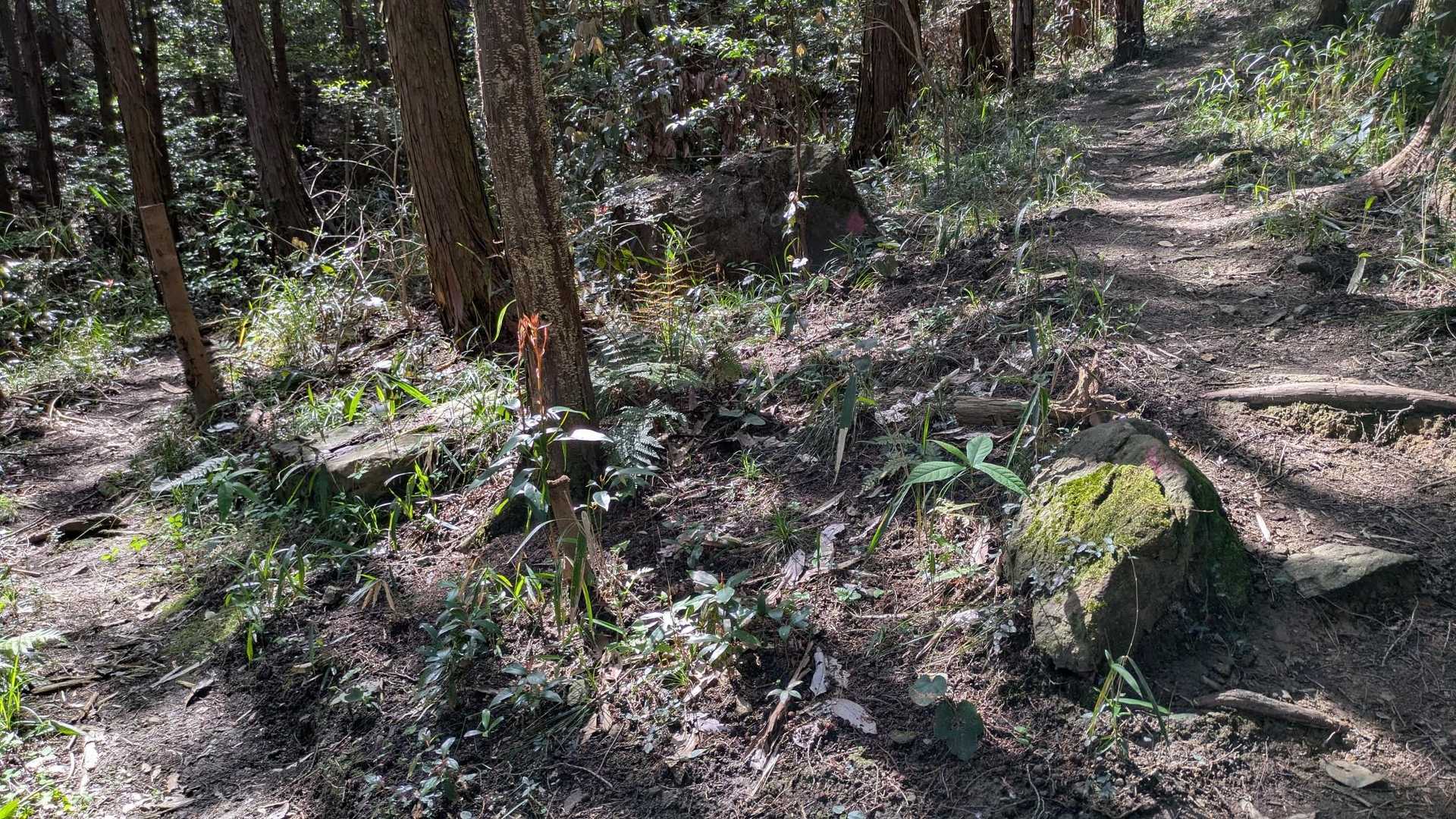 分岐
行きは左道に、
下山は、右道から🎶