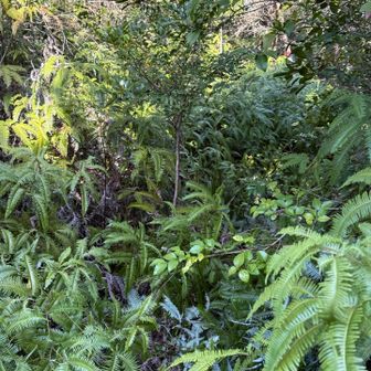 シダで覆われてます