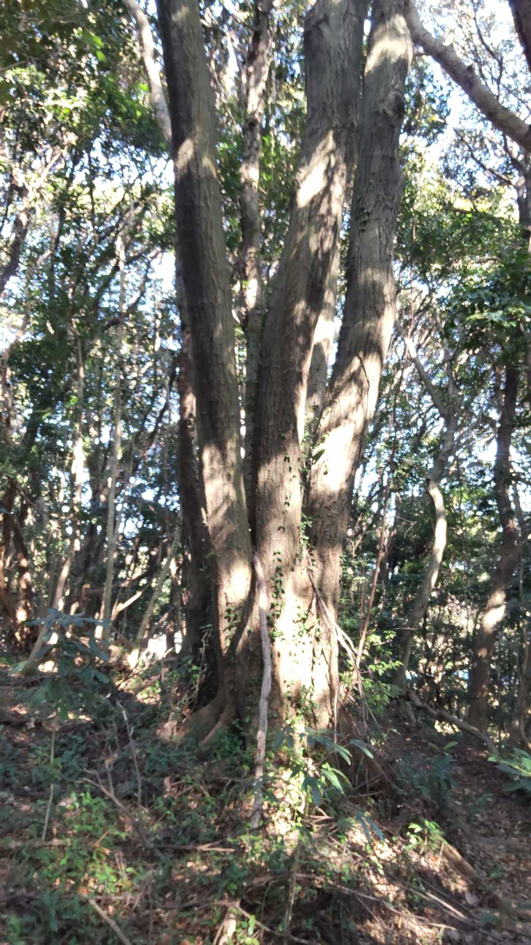 城ヶ山到着！眺望なし