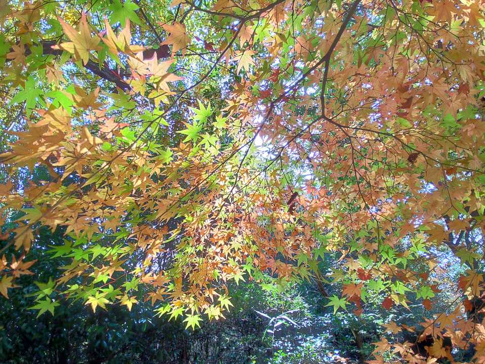 もみじ🍁