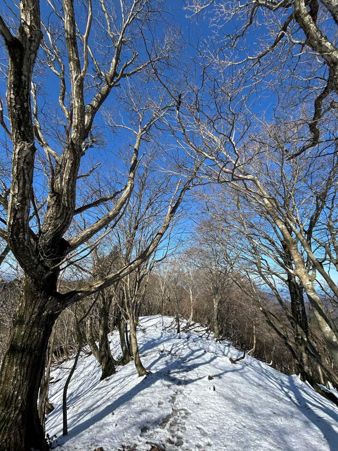 根来坂峠-白石山-百里ヶ岳 往復コースの写真