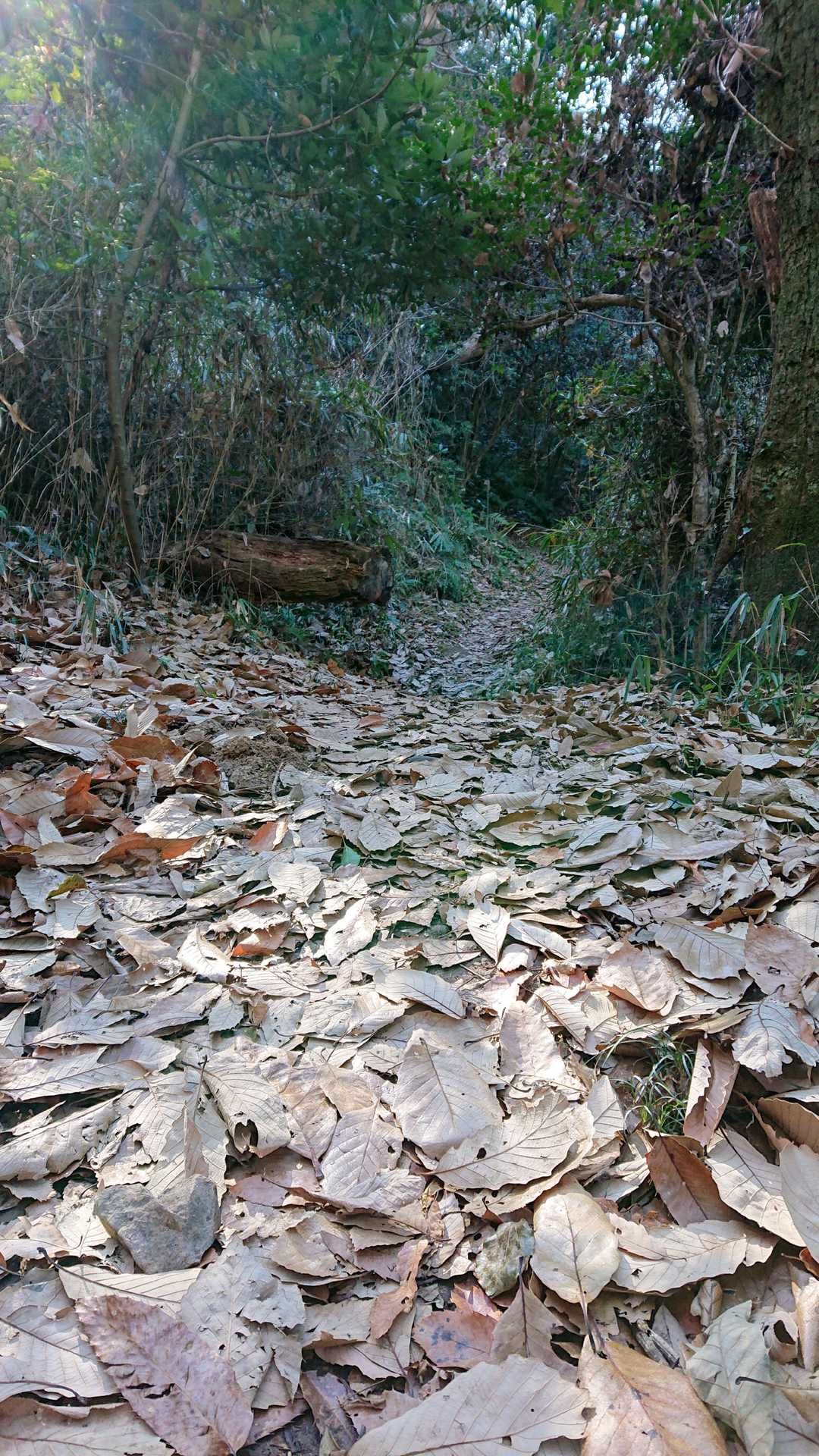 でっかい葉っぱ🍂の道