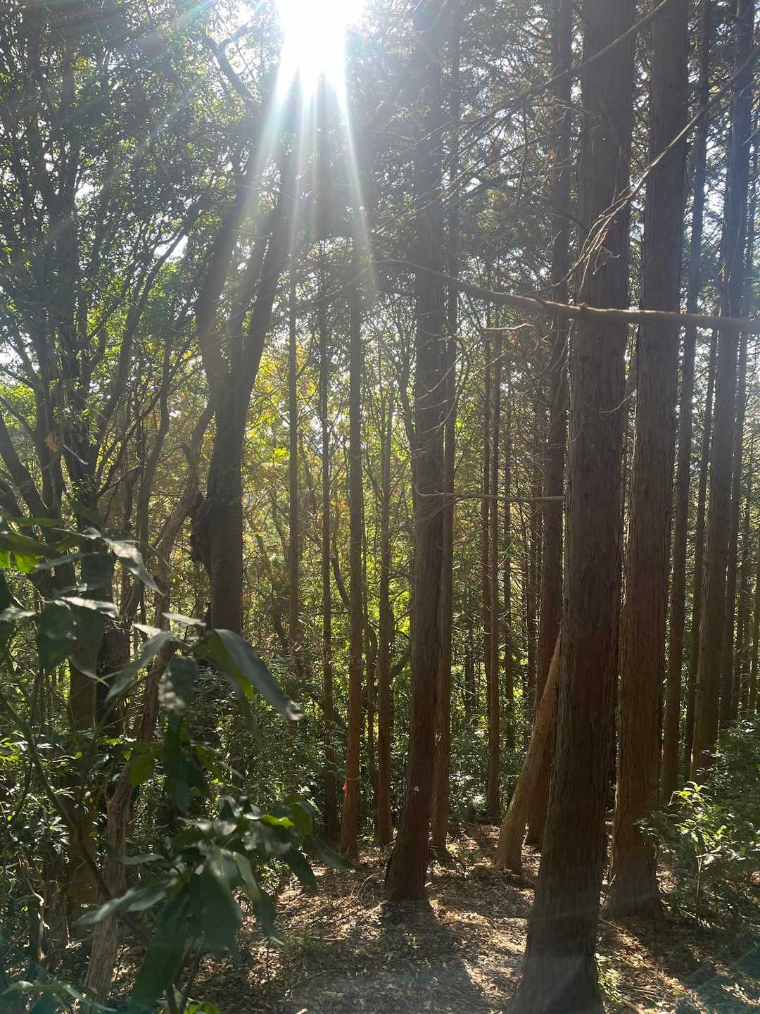 黒磯バッケ入口-黒磯バッケ-国見山-星之宮神社 周回コースの写真